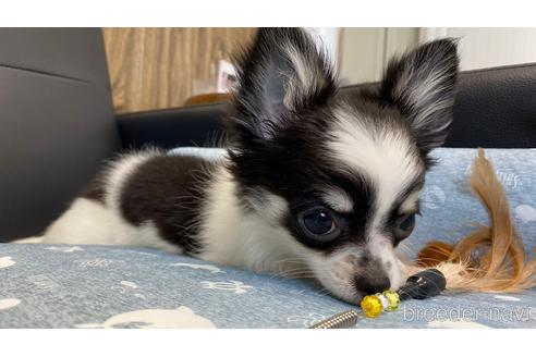 成約済の兵庫県のチワワ(ロングコート)-183178の8枚目