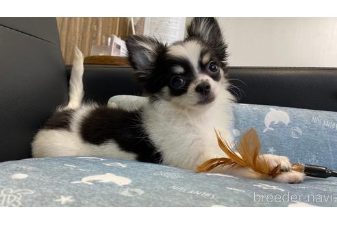 成約済の兵庫県のチワワ(ロングコート)-183178の6枚目