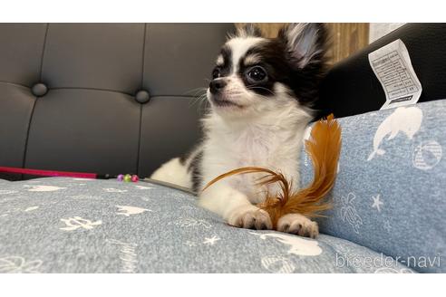 成約済の兵庫県のチワワ(ロングコート)-183178の9枚目