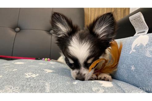 成約済の兵庫県のチワワ(ロングコート)-183178の4枚目