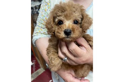 成約済の広島県のトイプードル-190811の1枚目