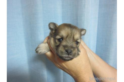 成約済の福岡県のミックス犬-190812の21枚目