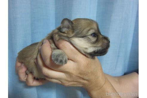 成約済の福岡県のミックス犬-190812の19枚目