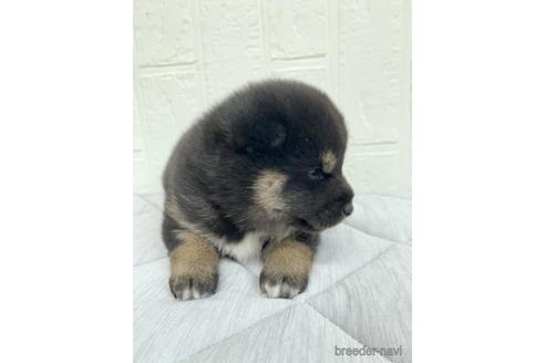 成約済の徳島県の柴犬-190814の3枚目