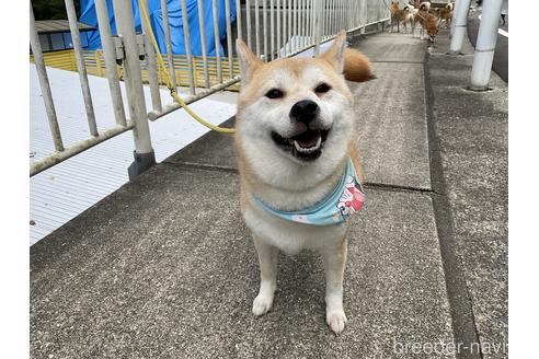 成約済の奈良県の柴犬-181662の2枚目