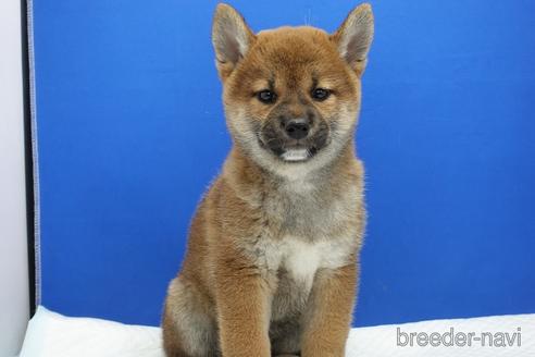 成約済の愛知県の柴犬-185448の7枚目