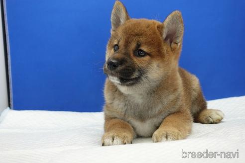 成約済の愛知県の柴犬-185448の2枚目