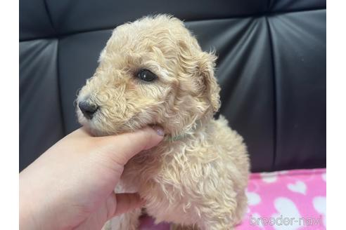 成約済の滋賀県のスタンダードプードル-188364の6枚目