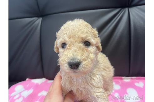 成約済の滋賀県のスタンダードプードル-188364の1枚目