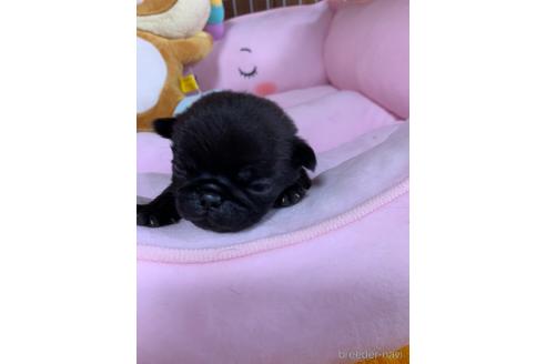 成約済の岐阜県のパグ-188098の15枚目