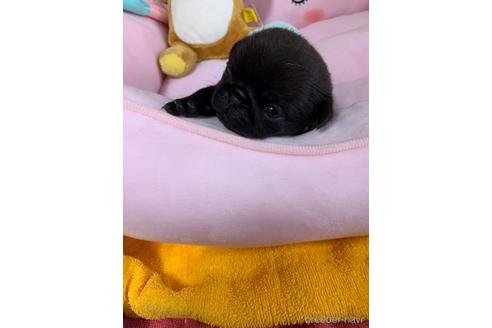 成約済の岐阜県のパグ-188098の10枚目