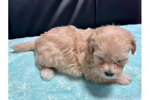 成約済の滋賀県のマルプー:マルチーズ×トイプードル-190897の13枚目