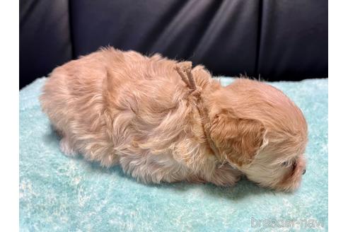 成約済の滋賀県のマルプー:マルチーズ×トイプードル-190897の8枚目