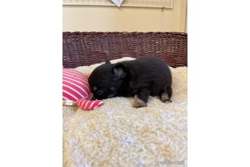 成約済の愛知県のチワワ(ロングコート)-190899の4枚目