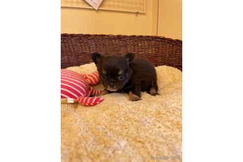 成約済の愛知県のチワワ(ロングコート)-190899の5枚目