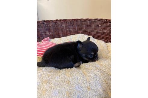 成約済の愛知県のチワワ(ロングコート)-190899の6枚目