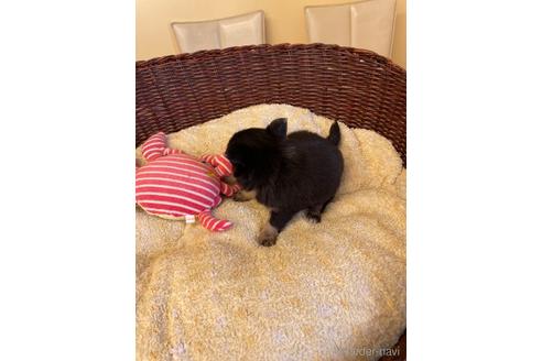 成約済の愛知県のチワワ(ロングコート)-190899の3枚目