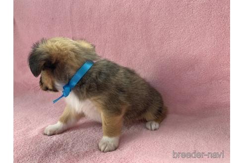成約済の福岡県のミックス犬-190909の4枚目
