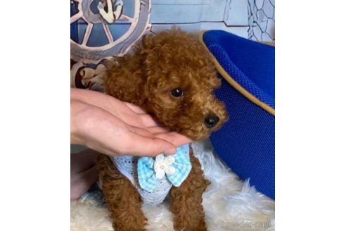 成約済の福岡県のトイプードル-190922の3枚目