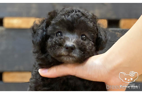 成約済の愛知県のタイニープードル-187602