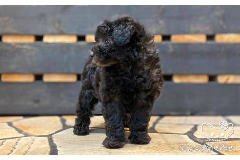 成約済の愛知県のタイニープードル-187602の2枚目