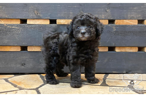 成約済の愛知県のタイニープードル-187602の3枚目