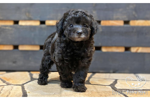 成約済の愛知県のタイニープードル-187602の4枚目