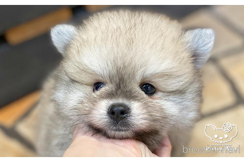 成約済の愛知県のポメラニアン-190934の1枚目