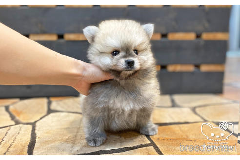 成約済の愛知県のポメラニアン-190934の2枚目