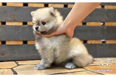 成約済の愛知県のポメラニアン-190934の3枚目