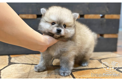 成約済の愛知県のポメラニアン-190934の4枚目