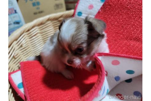 成約済の千葉県のチワワ(ロングコート)-187017の2枚目