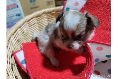成約済の千葉県のチワワ(ロングコート)-187017の3枚目