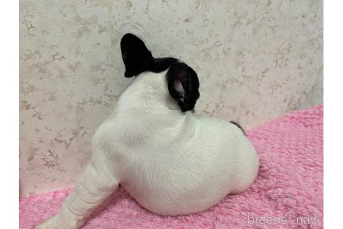 成約済の新潟県のフレンチブルドッグ-190946の2枚目