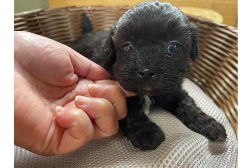 成約済の大阪府のミックス犬-190981の3枚目