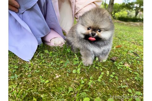 成約済の岐阜県のポメラニアン-185607の45枚目