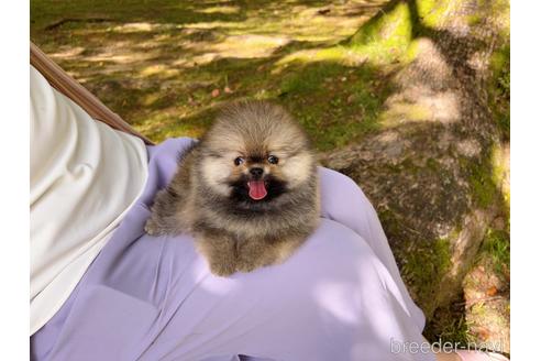 成約済の岐阜県のポメラニアン-185607の47枚目