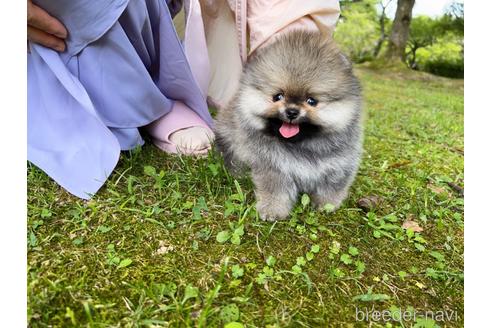 成約済の岐阜県のポメラニアン-185607の50枚目