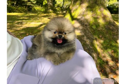 成約済の岐阜県のポメラニアン-185607の34枚目