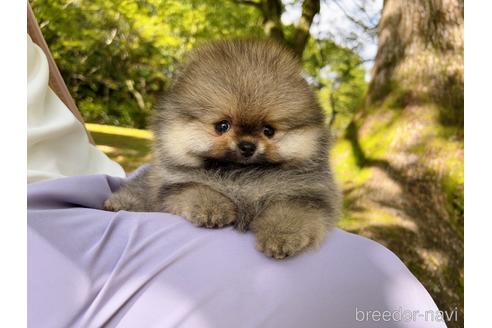 成約済の岐阜県のポメラニアン-185607の39枚目