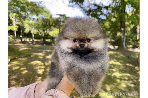 成約済の岐阜県のポメラニアン-185607の24枚目