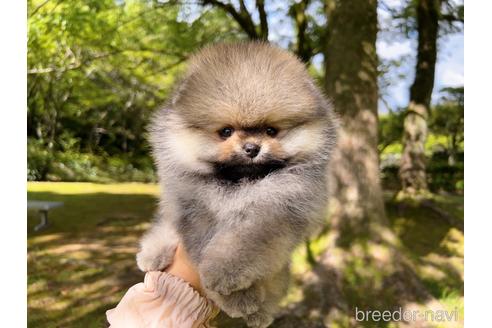 成約済の岐阜県のポメラニアン-185607の24枚目