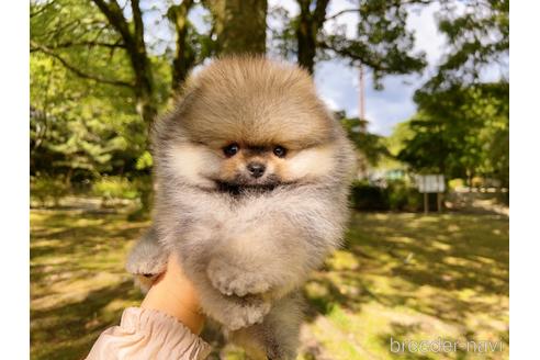 成約済の岐阜県のポメラニアン-185607の26枚目