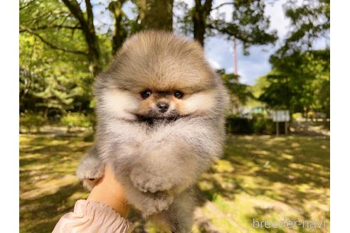 成約済の岐阜県のポメラニアン-185607の30枚目