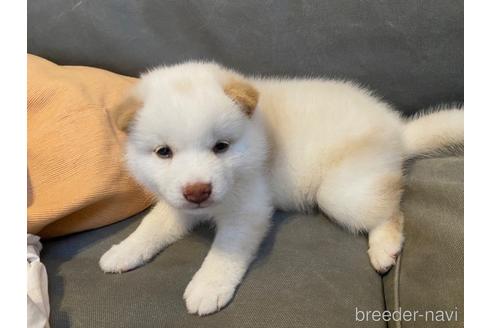 成約済の広島県の柴犬-191037の1枚目