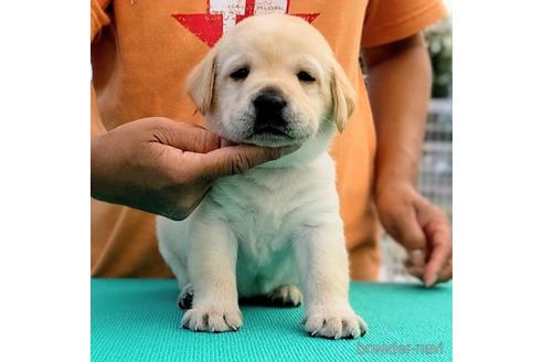 成約済の三重県のラブラドールレトリーバー-191055の1枚目