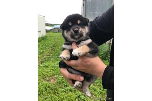 成約済の宮城県の柴犬-191067の5枚目