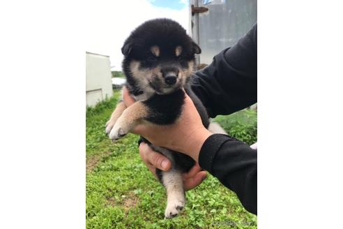 成約済の宮城県の柴犬-191067の2枚目