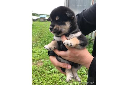 成約済の宮城県の柴犬-191067の3枚目