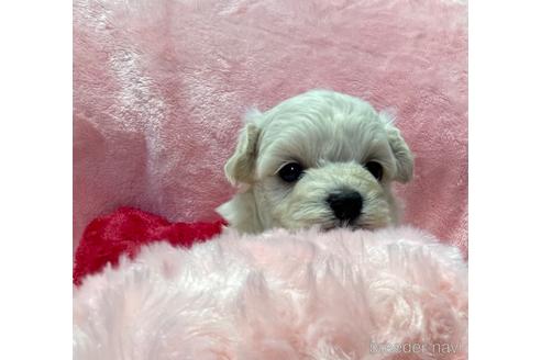 成約済の山形県のマルプー:マルチーズ×トイプードル-191086の3枚目